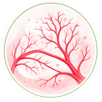 Blood Circulation
